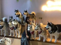 -Husky Go! 哈士奇体验馆·宠物咖啡厅狗咖