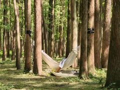 -上海共青森林公园