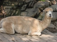 -栾川竹海野生动物园