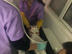 -伟伟宠物医院·CT影像中心·瑞派犬猫综合性门诊(汉口总院)