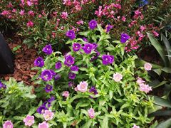 -深圳国际园林花卉博览园