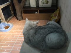 -猫咪博物馆(顶澳仔猫街店)