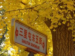 -三里屯东五街银杏大道