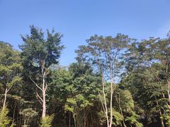 -滴水岩森林公园