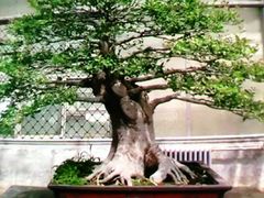 -石家庄市植物园