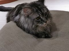 -猫和宫(六道口店)
