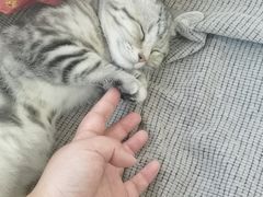 -团子家猫咪猫咖馆·柯基·柯尔鸭