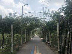 -上海长兴岛郊野公园