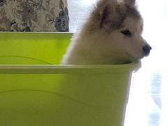 -青石桥花鸟鱼虫市场(叠翠城店)