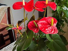 -双季花艺园艺市场(浦东店)