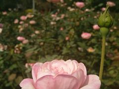 -人民公园(罗湖区)