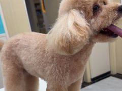 -安安宠医宠物医院·异宠·犬猫内科(岳阳分院)