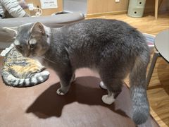 -MOCHA明星猫咖(田子坊店)