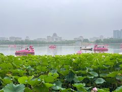 -莲花池公园