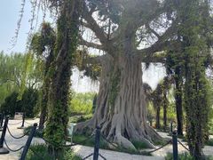 -石家庄市植物园