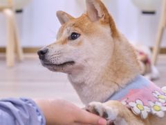 -柴迷FANS CLUB·柴犬狗咖·猫咖