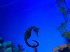 -上海海洋水族馆