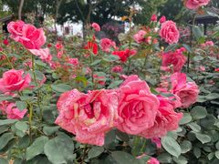 -武汉紫薇都市田园