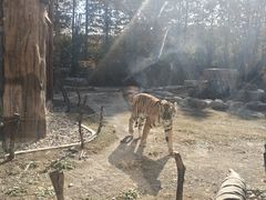 -上海野生动物园老虎餐厅