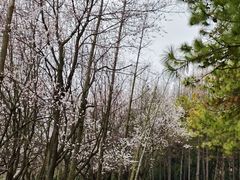 -小六农家乐(崇明西沙湿地店)