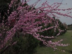-秦始皇帝陵博物院-丽山园