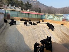 -东方熊牧场