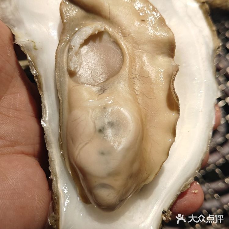 海洋动物爱好者从一口生蚝海螺开始！  