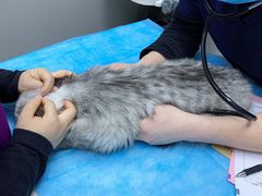 -关爱宠物医院·猫科中心·消化科(滨湖万达分院)