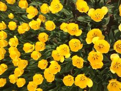 iphone_upload_pic-石家庄市植物园