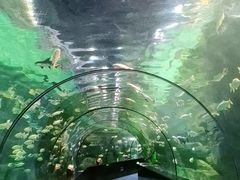 -西安曲江海洋极地公园