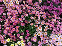 -双季花艺园艺市场(浦东店)