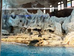 -帝企鹅自助餐厅•儿童岛•真企鹅(长隆企鹅酒店)