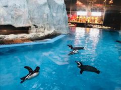 -帝企鹅自助餐厅•儿童岛•真企鹅(长隆企鹅酒店)