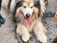 -哈尔滨道外花鸟鱼市场