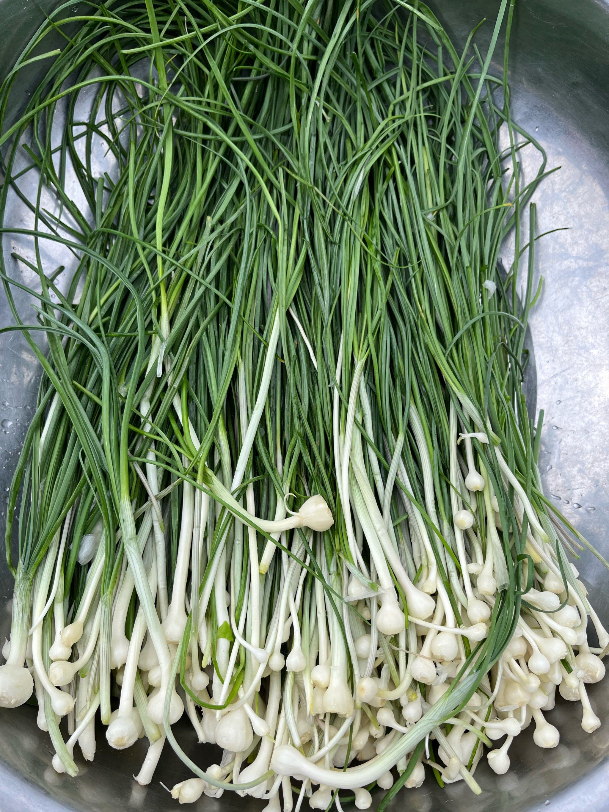 春天的野菜