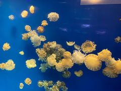 -海合安武汉极地海洋公园
