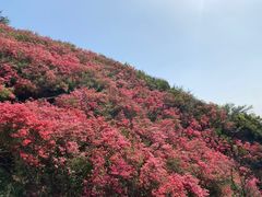 -木兰云雾山