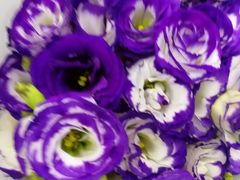 -三圣花乡旅游区