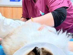 -宠福鑫动物医院(城北分院)