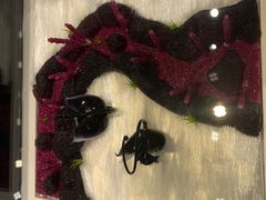 -BLACKSWAN黑天鹅(环球店)