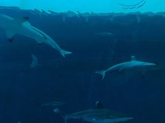 -新加坡海洋生态馆
