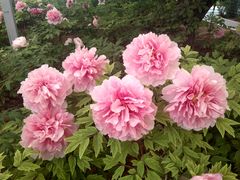 -洛阳市隋唐城遗址植物园