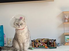 -宠爱国际动物医院· 猫科· 外科·中兽医(长白店)