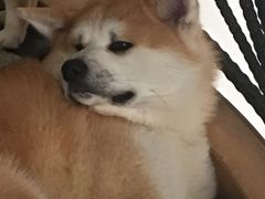 -喜柴咖啡·柴犬狗咖