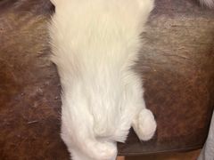 -猫小院猫主题餐厅(三里屯店)