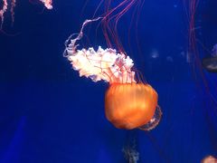 -南昌融创海世界