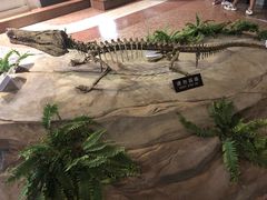 -自贡恐龙博物馆