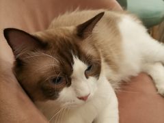 -袖虎·猫馆(体育西路店)