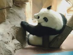 -成都动物园