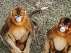 -西霞口神雕山野生动物世界